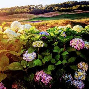 Meet your Posher, Chloe